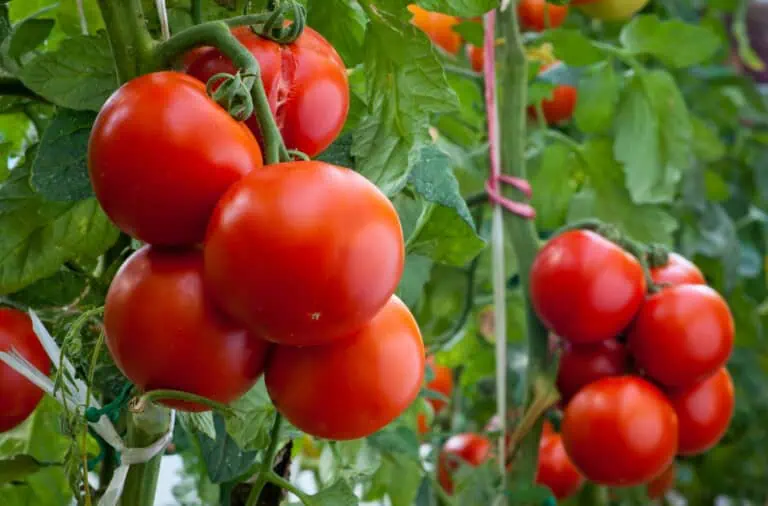 Agurker og tomater i drivhus