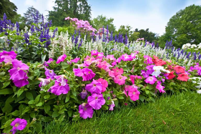 Azalea: Alt du behøver at vide om denne smukke blomst