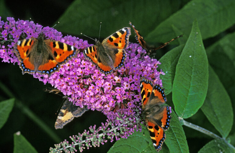Sommerfuglebusk: Sådan tiltrækker du sommerfugle og insekter til din have